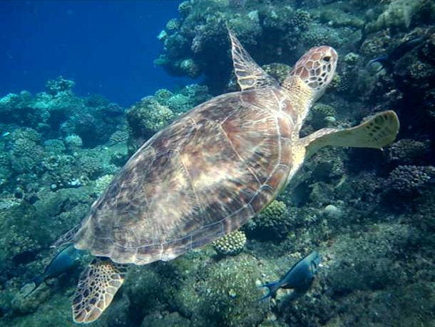 Chelonia mydas