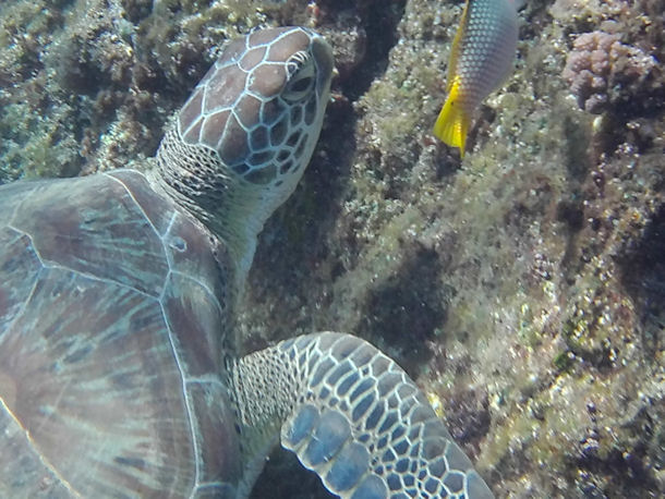 Chelonia mydas