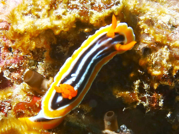 Chromodoris quadricolor