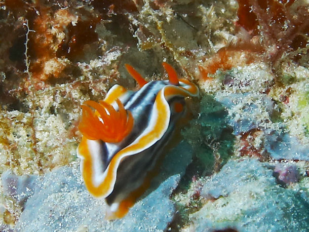 Chromodoris quadricolor