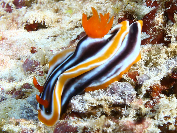 Chromodoris quadricolor