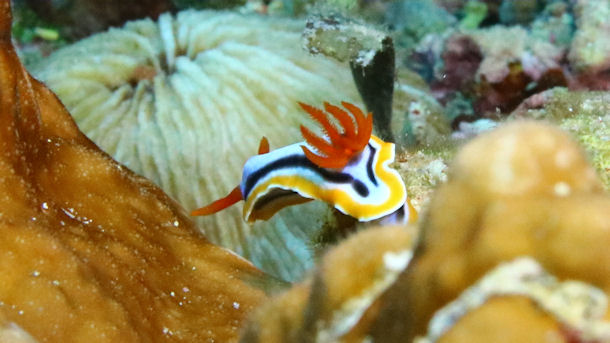 Chromodoris quadricolor