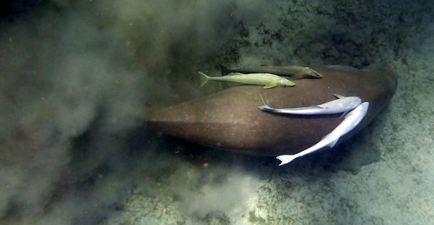 Dugong dugon