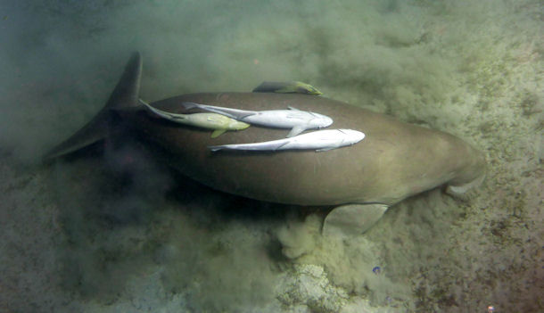 Dugong dugon