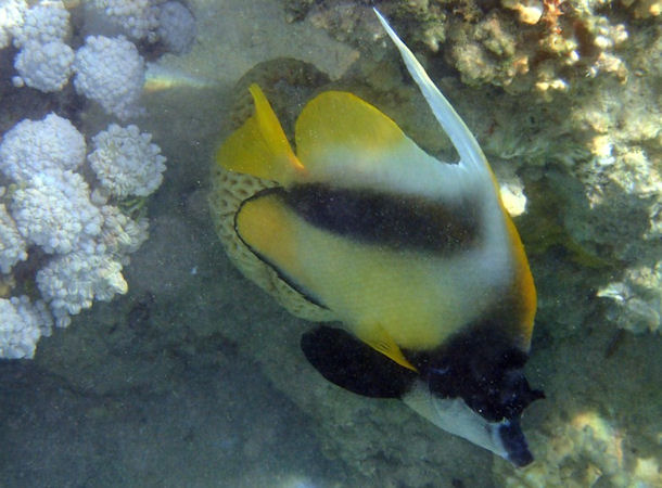 Wimpelfisch Heniochus monoceros