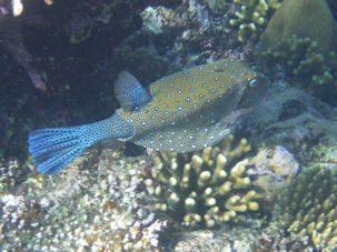 Kofferfisch Ostracion cyanurus