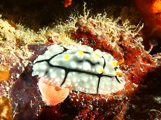 Phyllidia elegans