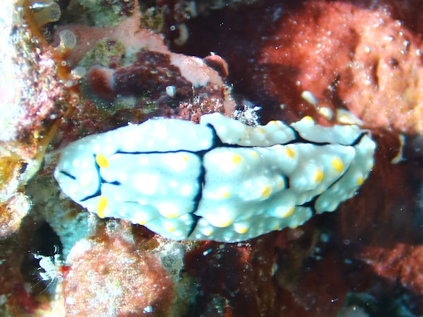 Phyllidia elegans