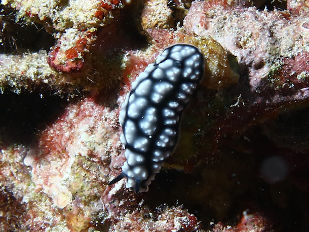 Phyllidia melanocera