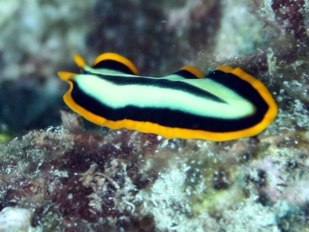 Pseudoceros dimidiatus