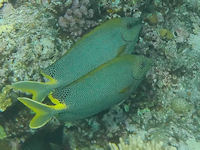 Siganus stellatus