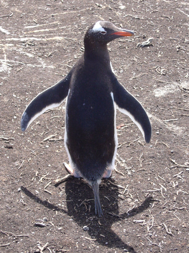 Pinguin Falkland Islands