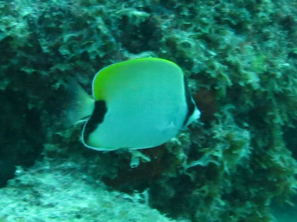 Chaetodon sedentarius