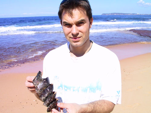 Egg of a Port-Jackson-Shark