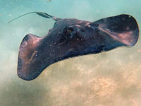 Southern Stingray Dasyatis americana