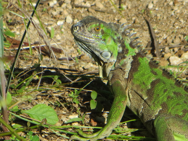 Leguan auf Grand Cayman