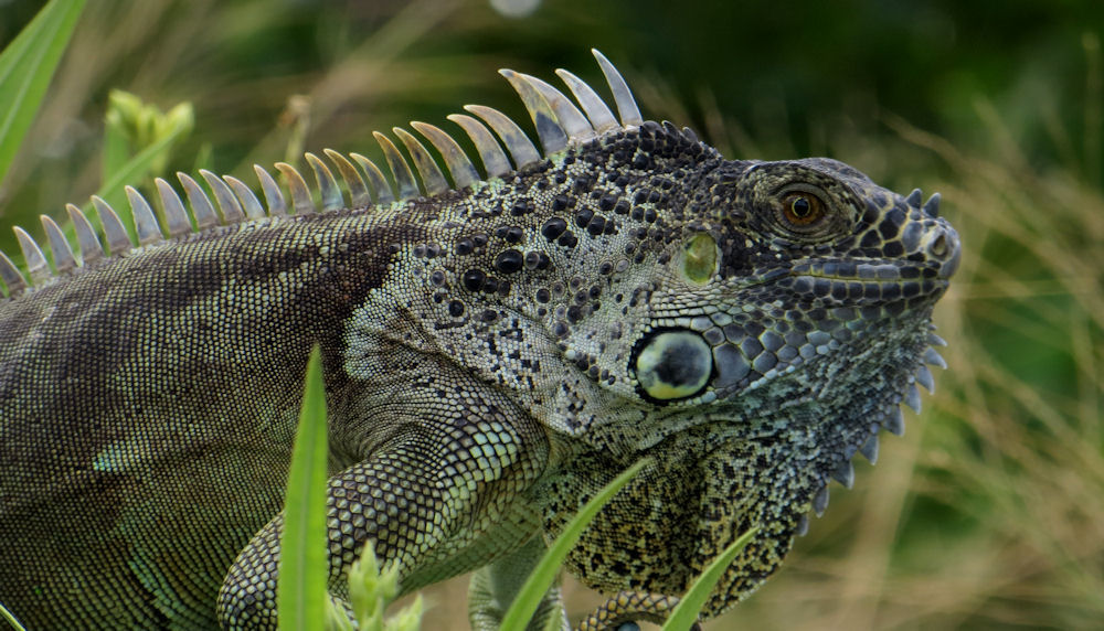 Iguana iguana