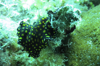 Flatworm Grand Cayman