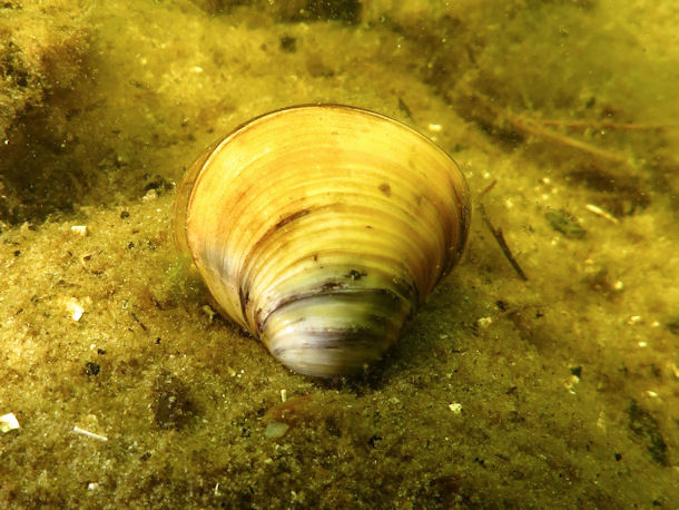 Krbchenmuschel Corbicula fluminea