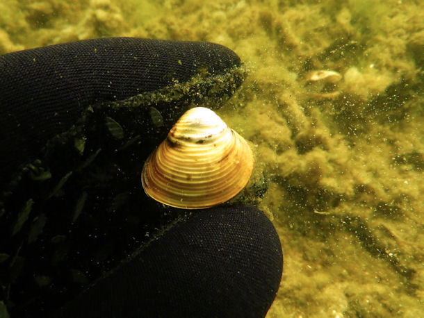 Krbchenmuschel Corbicula fluminea