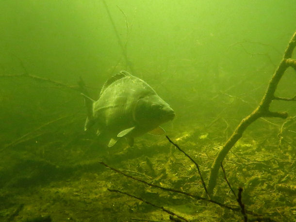 Spiegelkarpfen Cyprinus carpio morpha noblis