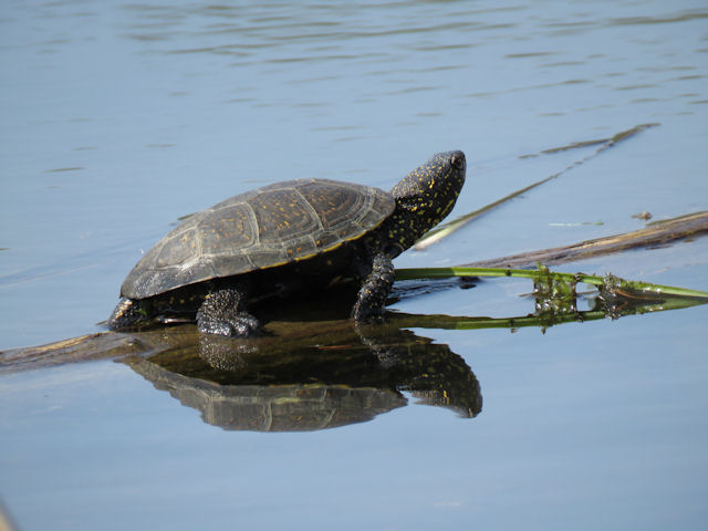 Europische Sumpfschildkrte