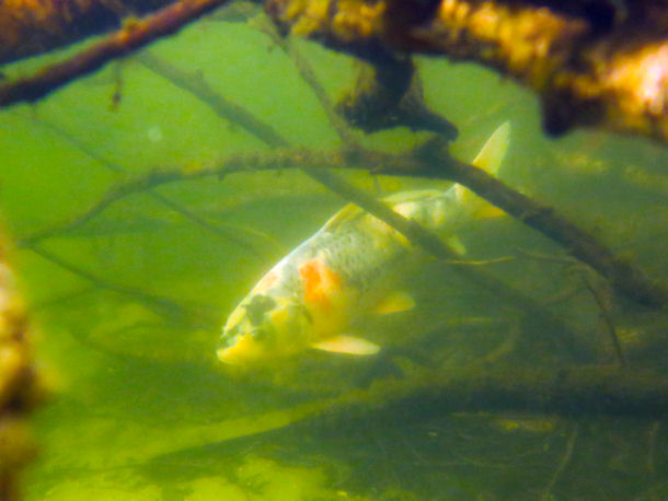 Koi im Heidesee