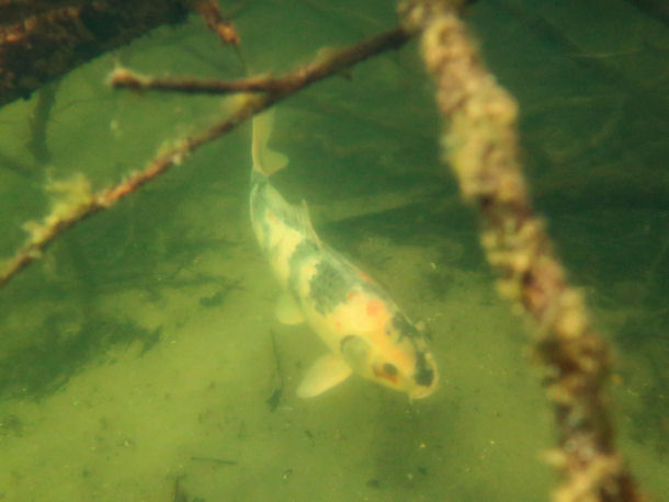 Koi im Heidesee