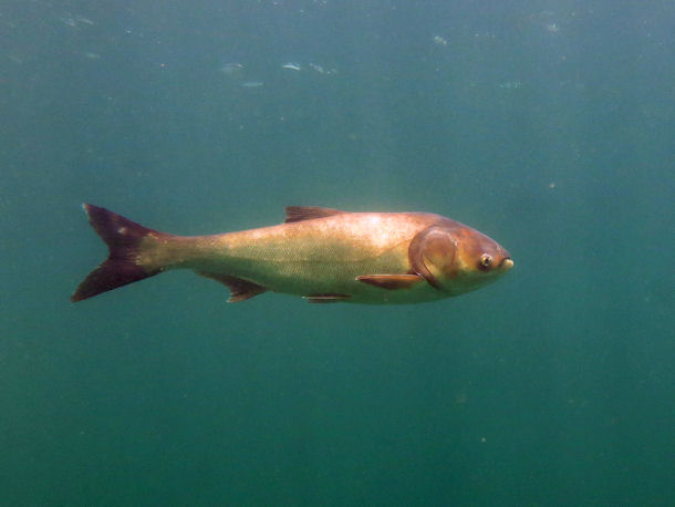 Silberkarpfen im Kulkwitzer See