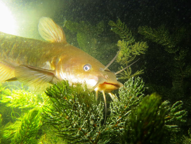 Katzenwelse im Karbuschsee