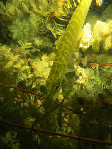 Hecht im Karbuschsee