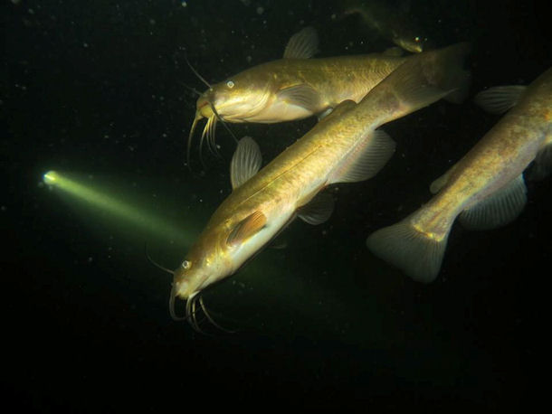 Katzenwelse im Karbuschsee