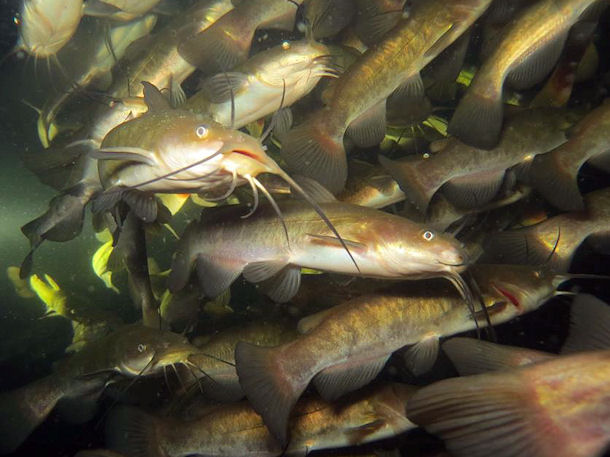 Katzenwelse im Karbuschsee