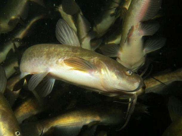 Katzenwelse im Karbuschsee