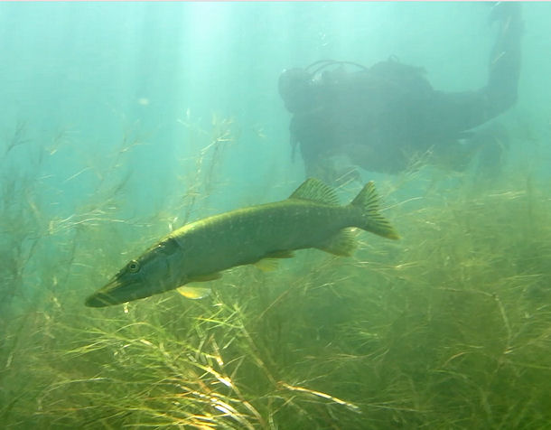 Hecht im Kulkwitzer See