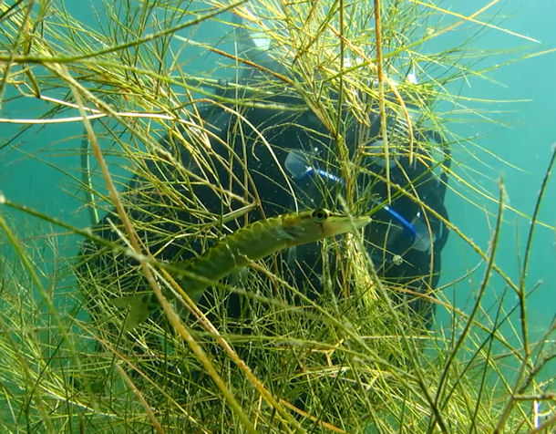 Hecht im Kulkwitzer See bei Leipzig