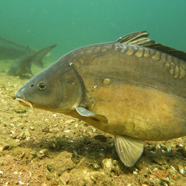 Spiegelkarpfen Cyprinus carpio morpha noblis