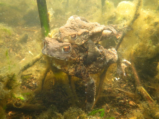 Erdkrte im Mllensee