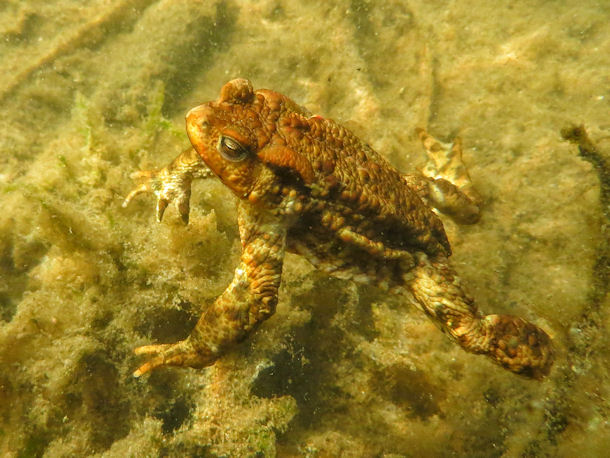 Erdkrte im Mllensee