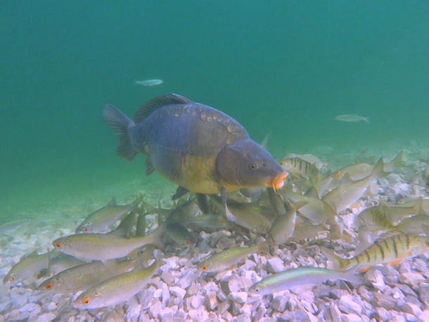 Kapfen im Thumsee