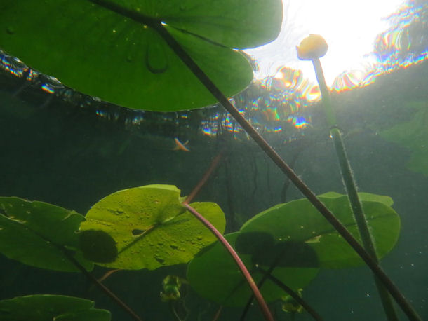 Seerose im Thumsee