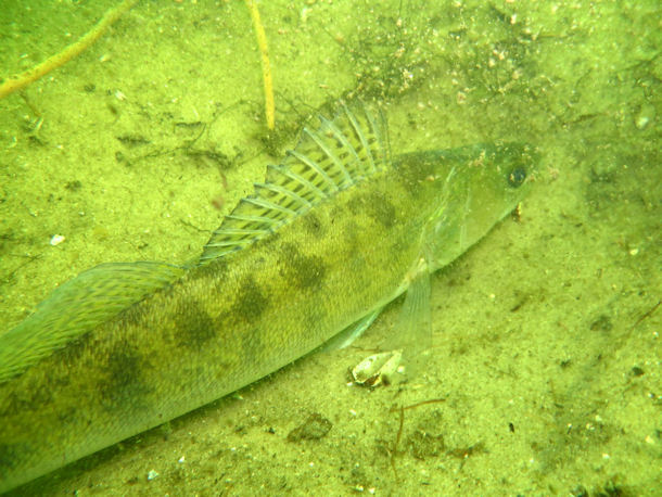 Zander im Ptzer Tonsee