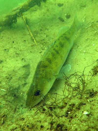 Zander im Ptzer Tonsee