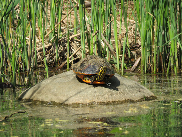 Cumberland-Schildkrte in Berlin