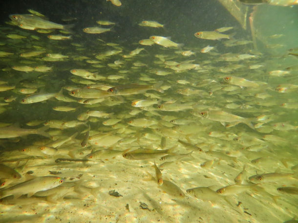 Fische im Wandlitzer See