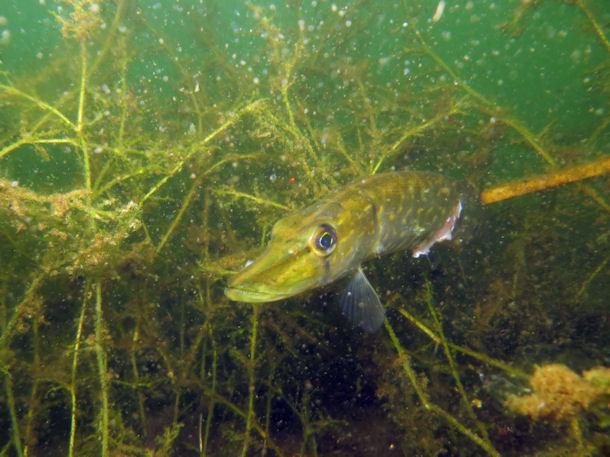 Hecht im Ziestsee