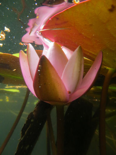 Seerosen im Ziestsee