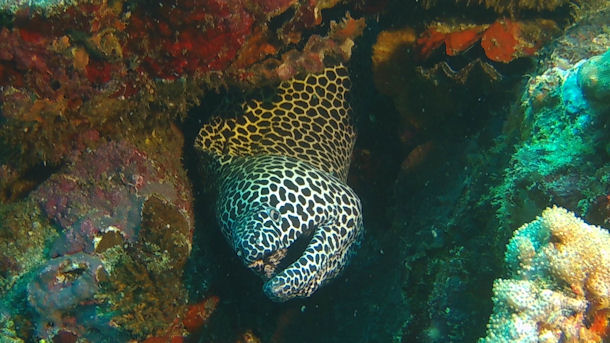 Grouper Djibouti