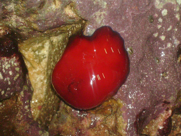 Actinia mediterranea