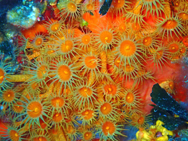 Krustenanemone Parazoanthus axinellae